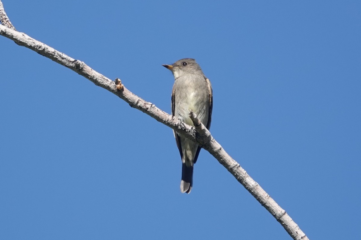 Western Wood-Pewee - ML643296602