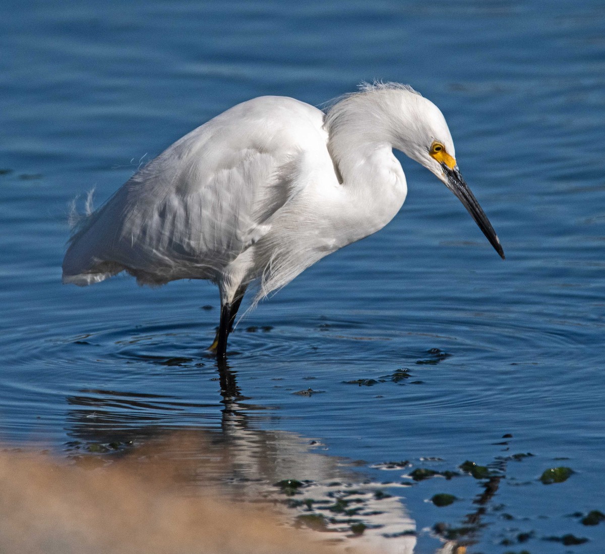 Snowy Egret - ML643296616
