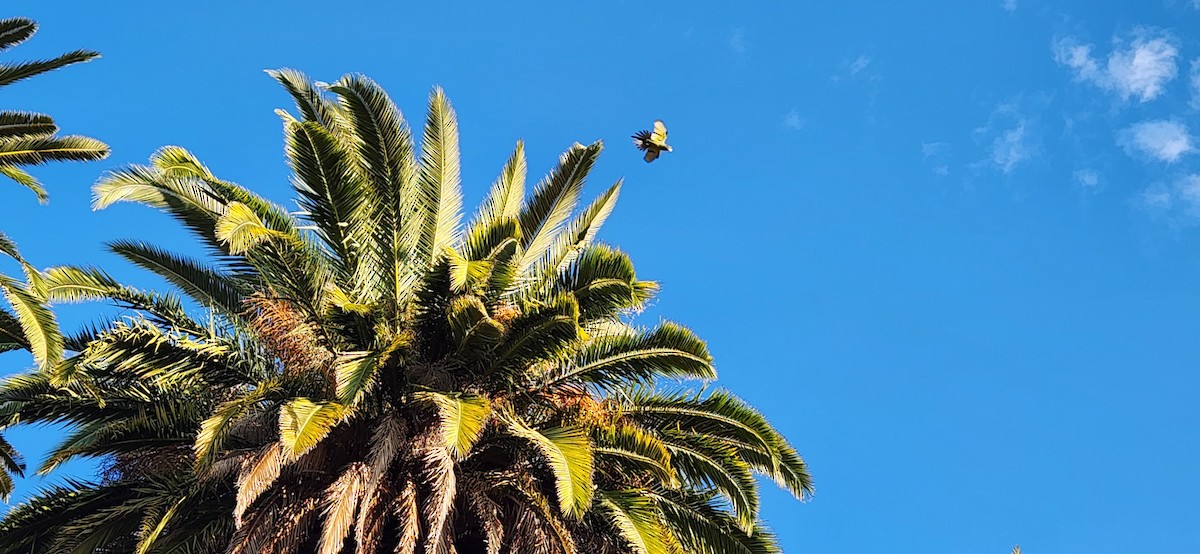 Mitred Parakeet - ML643296625