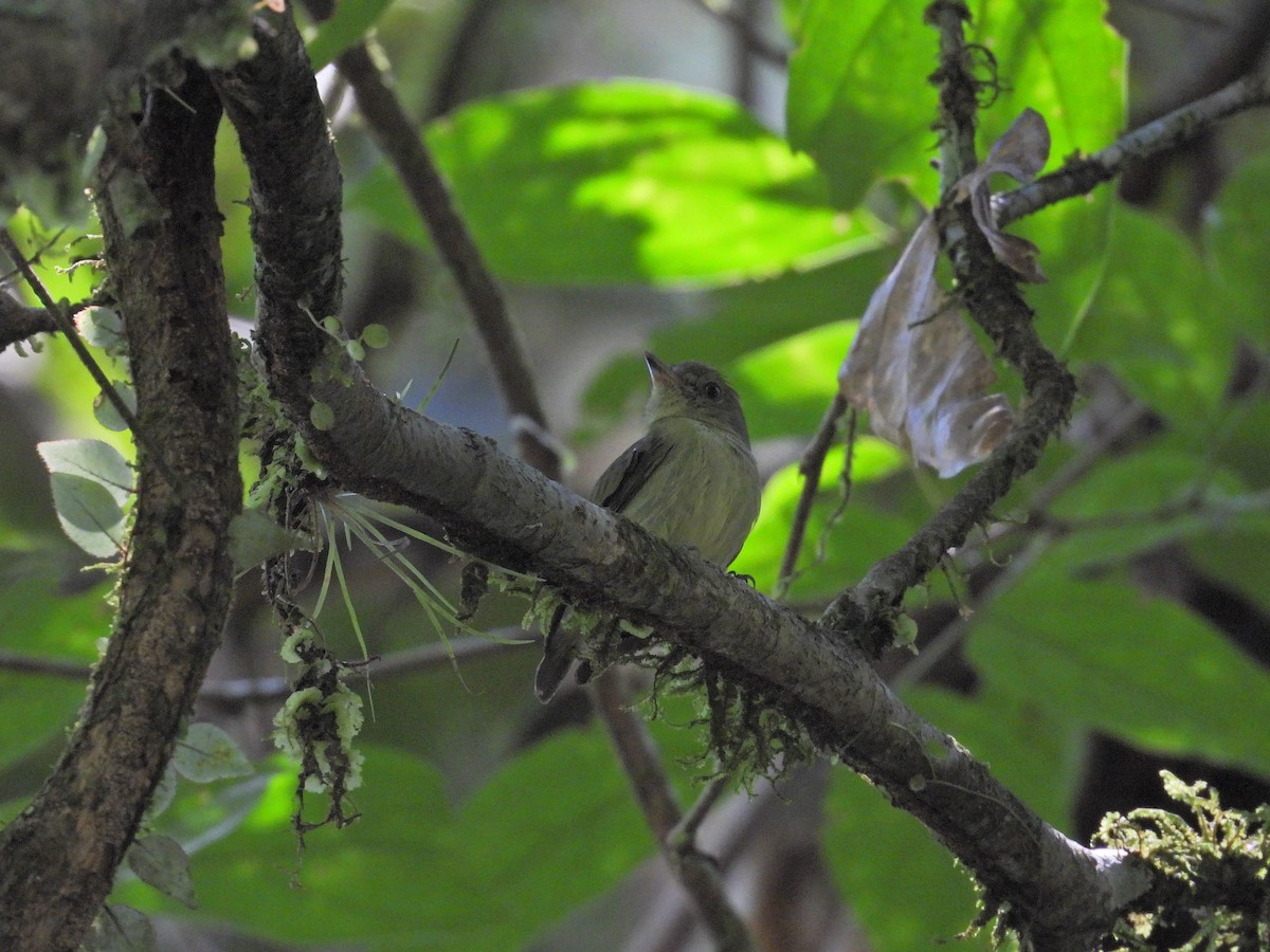 Dwarf Tyrant-Manakin - ML643296643