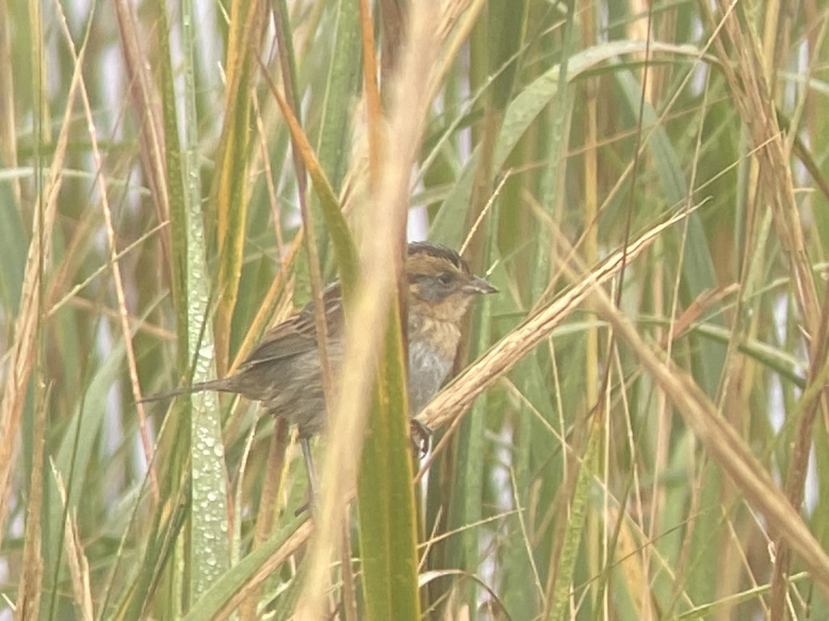 Nelson's Sparrow - ML643296650