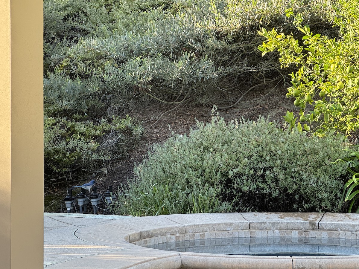 California Scrub-Jay - ML643296653