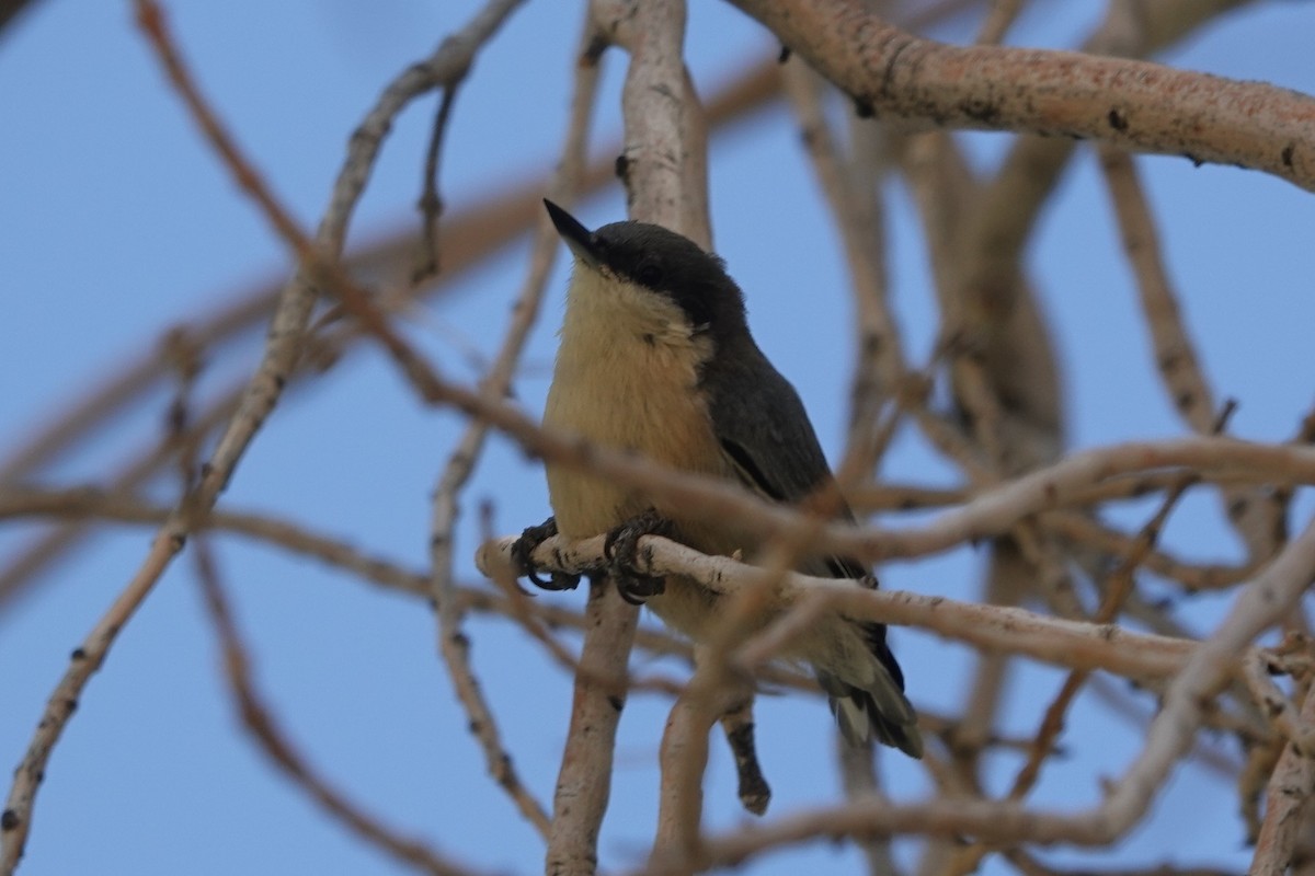Pygmy Nuthatch - ML643296668