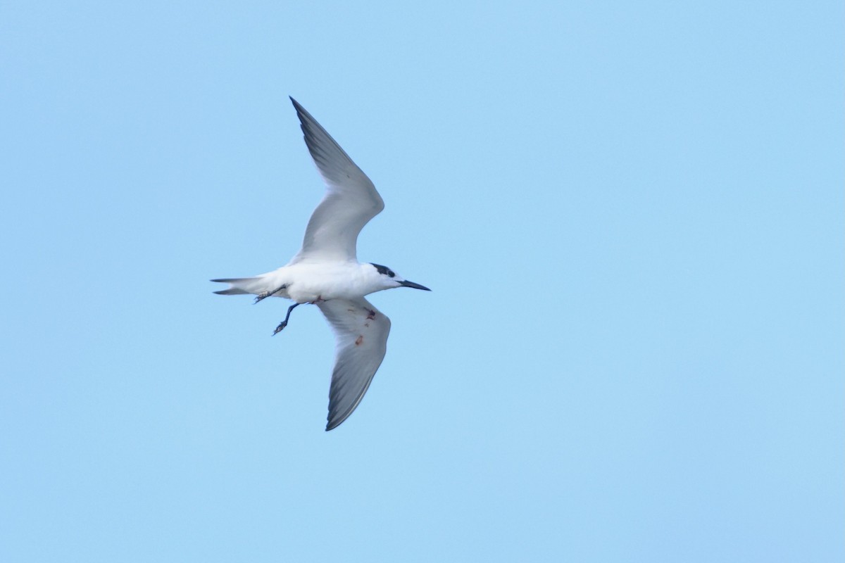 Sandwich Tern - ML643296670