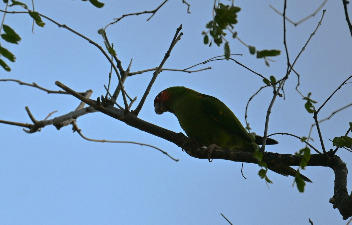 Mitred Parakeet - ML643296671