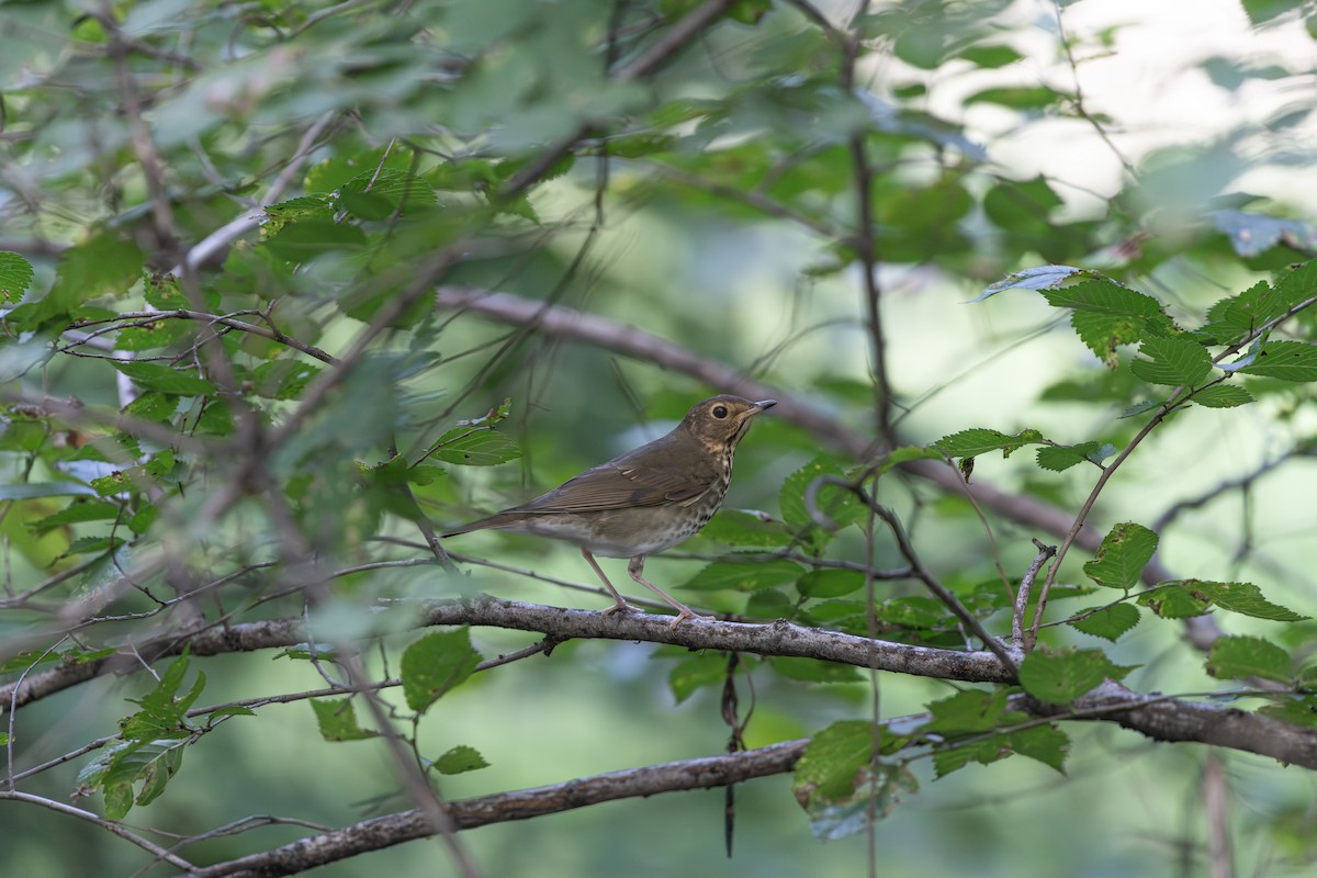 Swainson's Thrush - ML643296674
