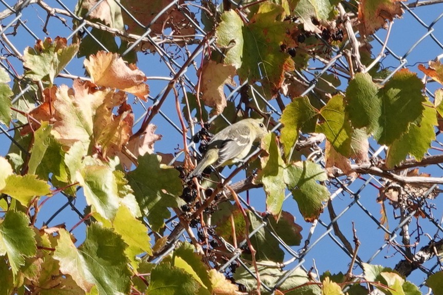 Western Tanager - ML643296675