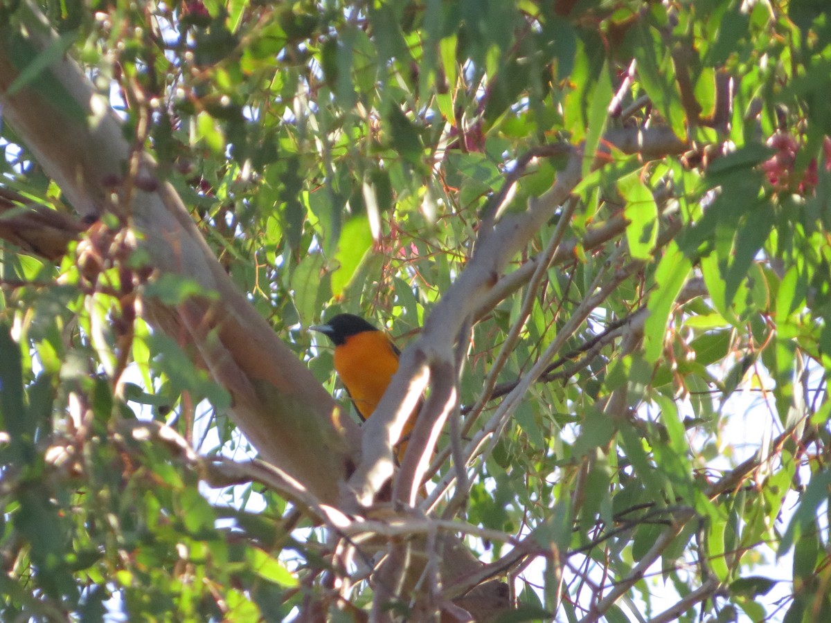 Baltimoretrupial - ML643296681