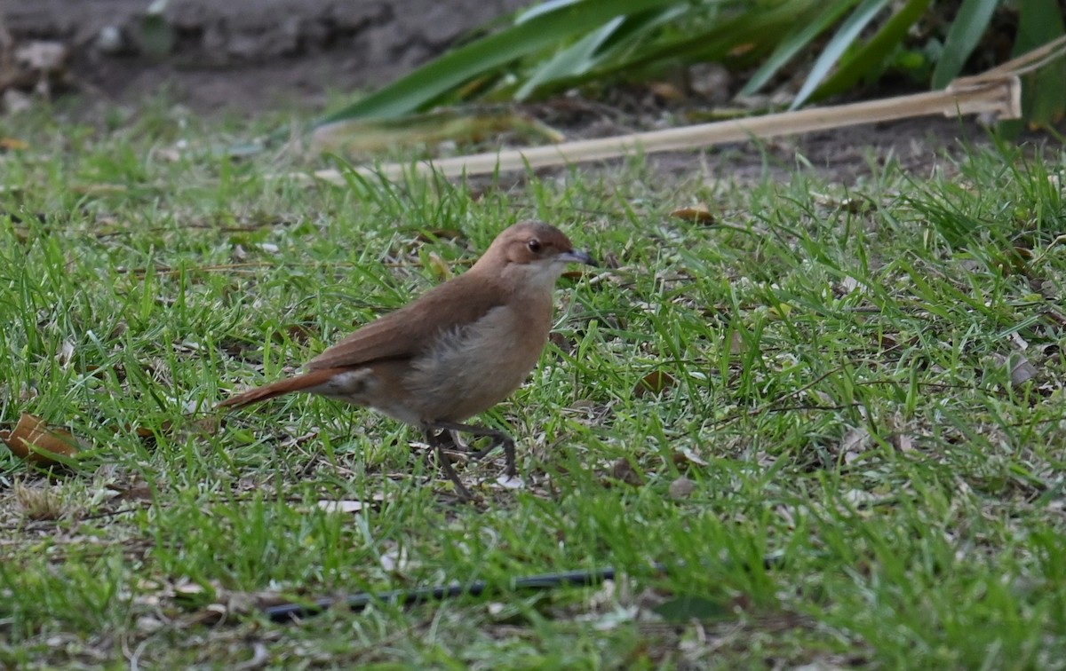 Rufous Hornero - ML643296690