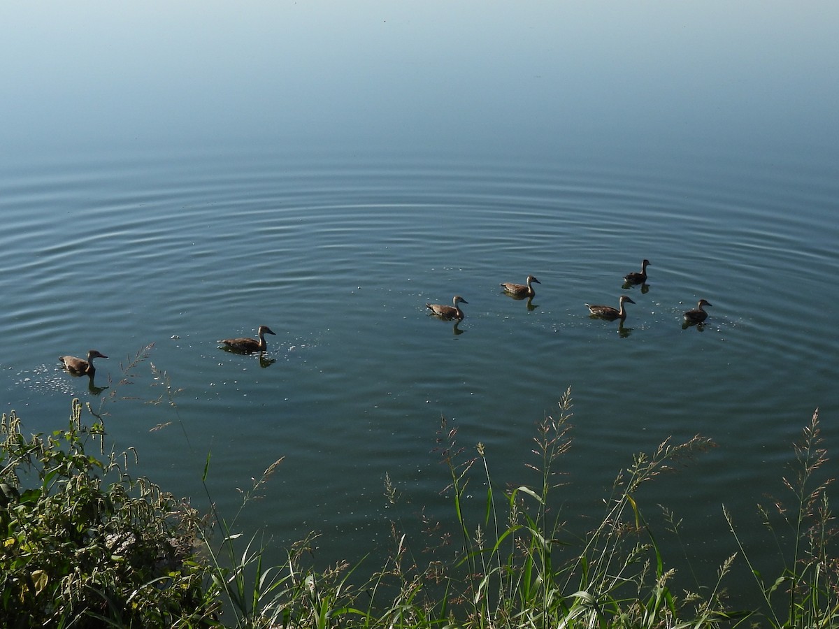 Black-bellied Whistling-Duck - ML643296692