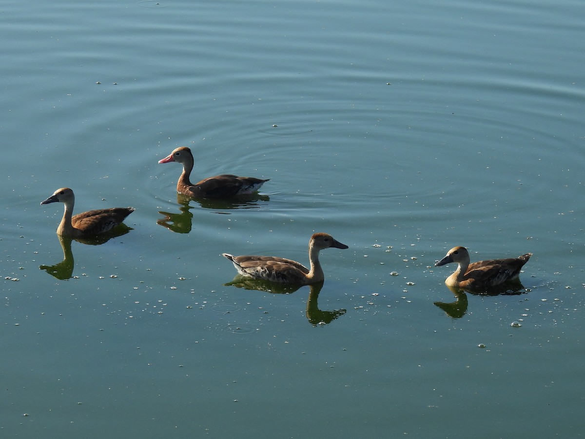 Black-bellied Whistling-Duck - ML643296693