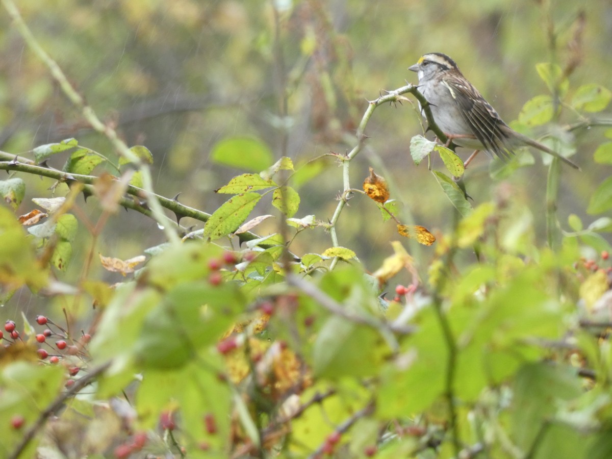 White-throated Sparrow - ML643296728