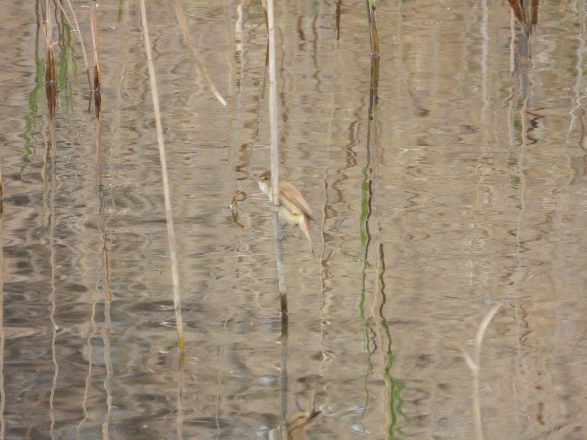 Australian Reed Warbler - ML643296729
