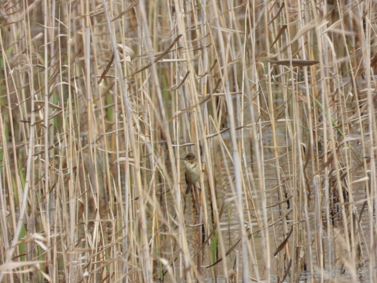 Australian Reed Warbler - ML643296730