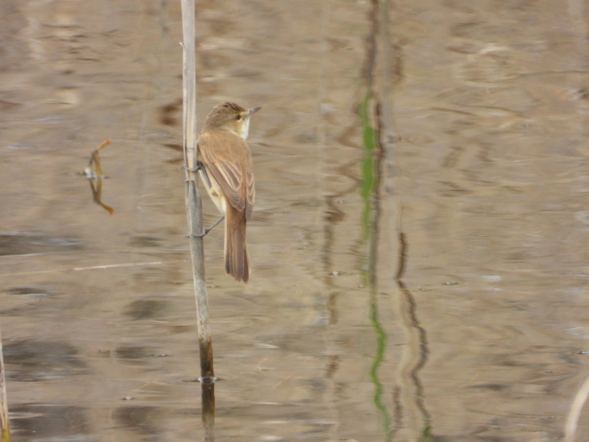 Australian Reed Warbler - ML643296731