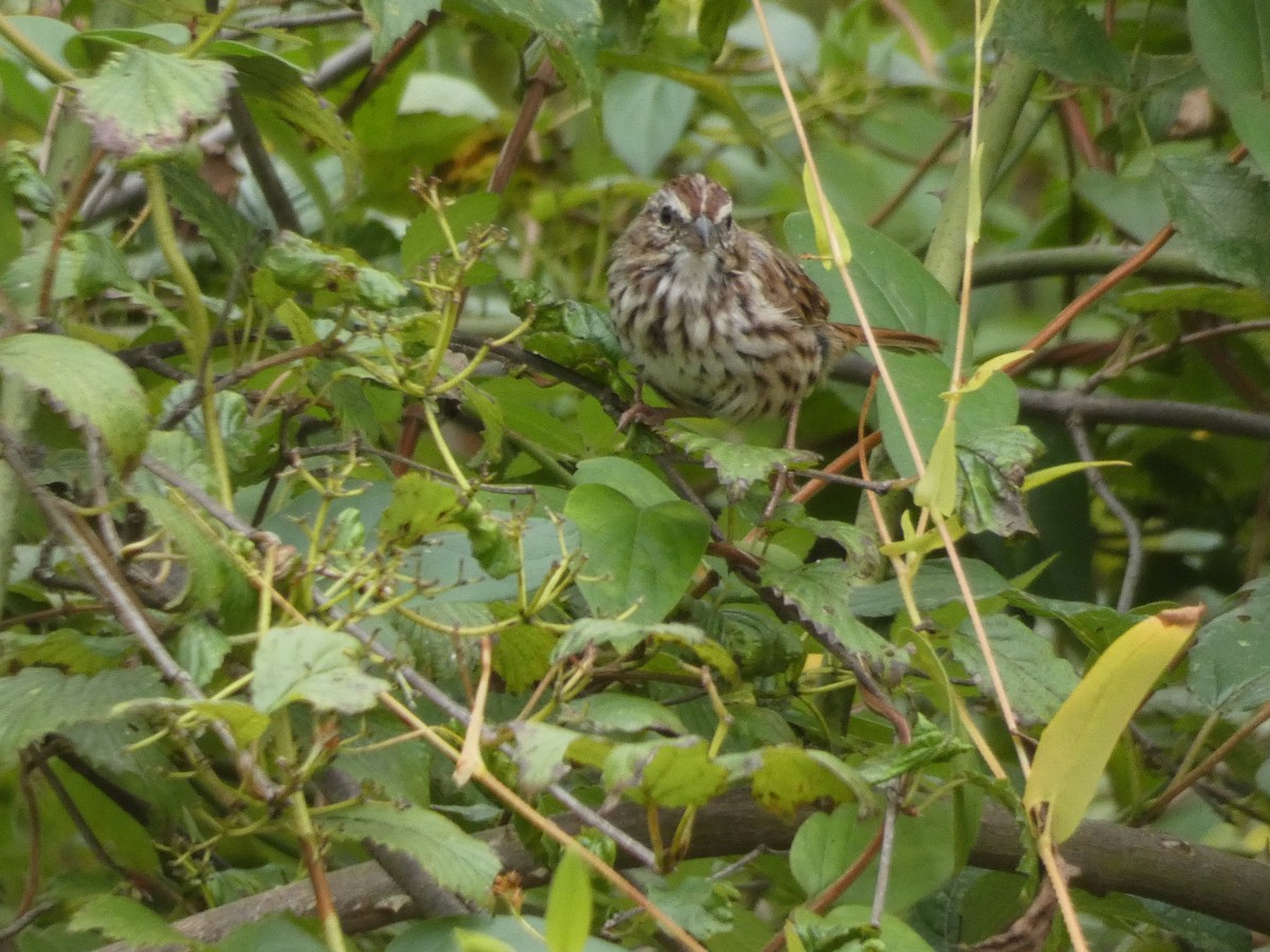 Song Sparrow - ML643296738