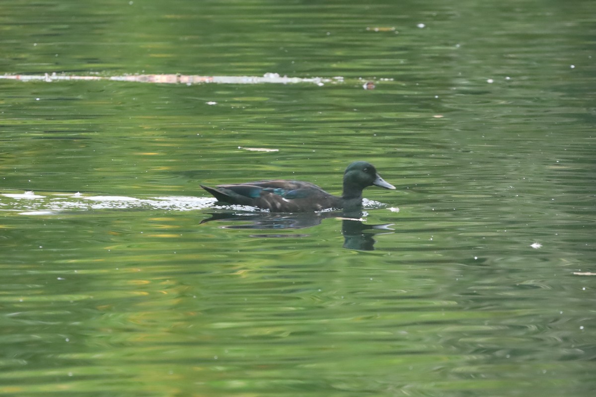 Mallard (Domestic type) - ML643296739