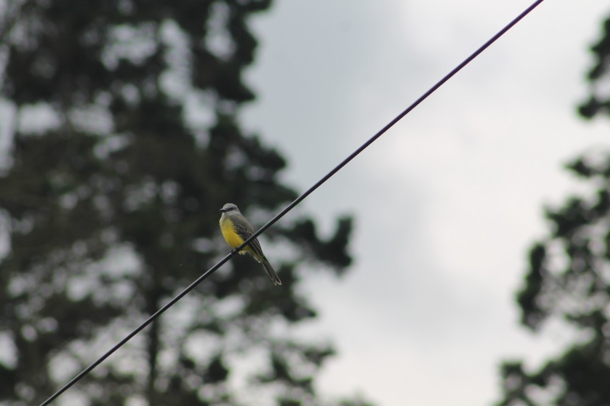 Tropical Kingbird - ML643296768
