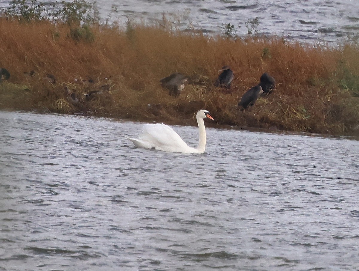 Mute Swan - ML643296772