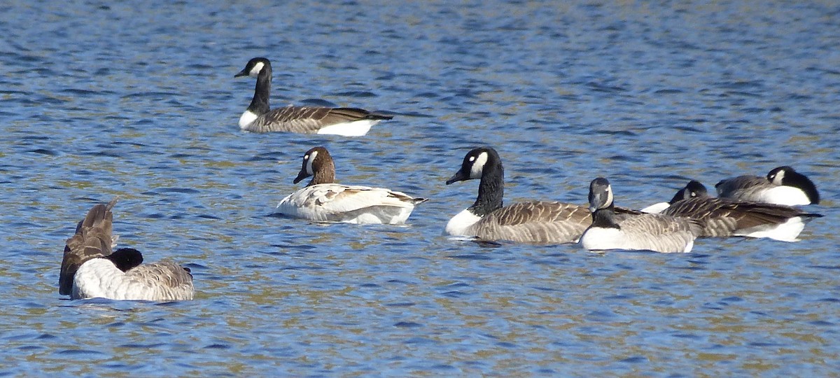 Canada Goose - ML643296773