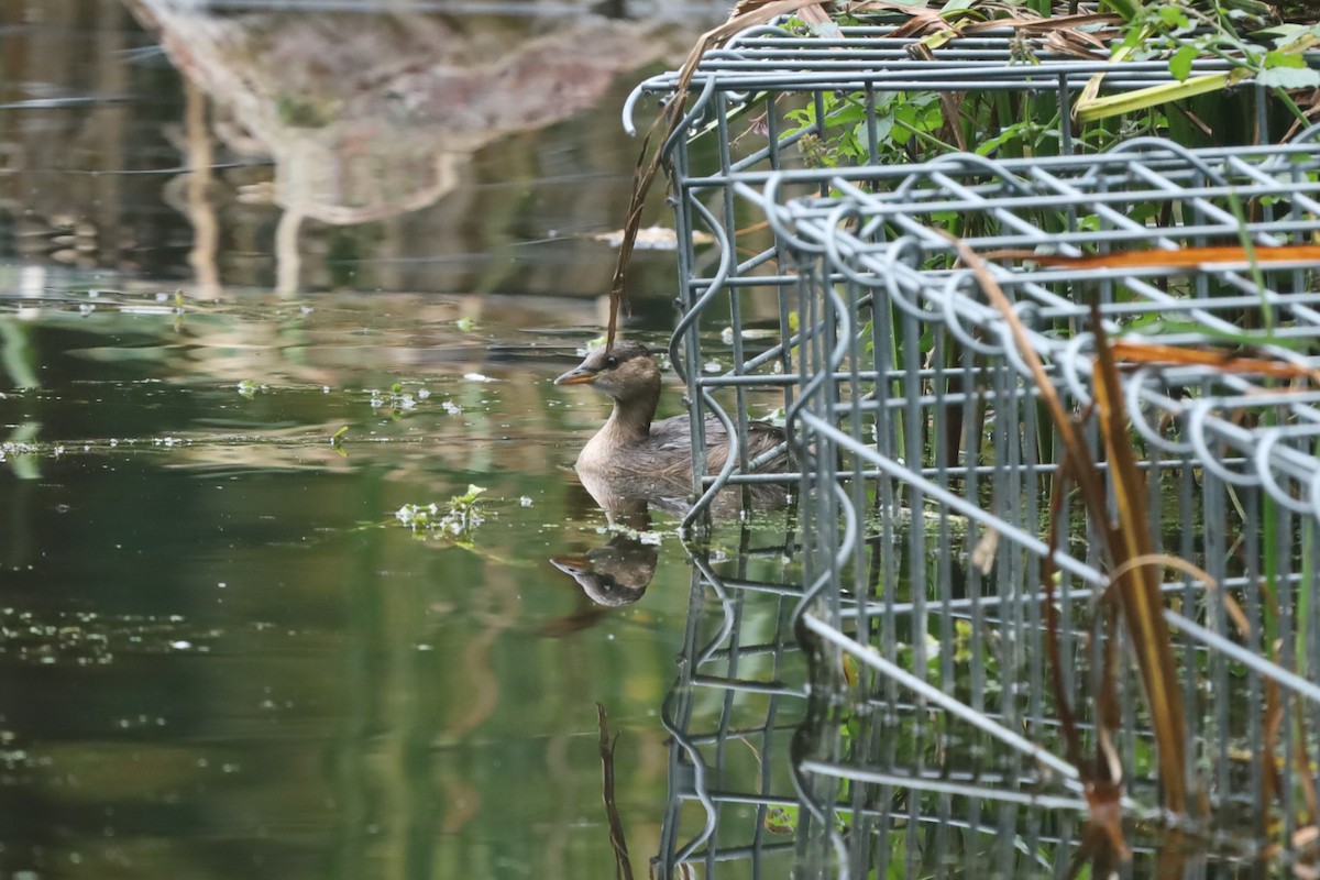 Little Grebe - ML643296774