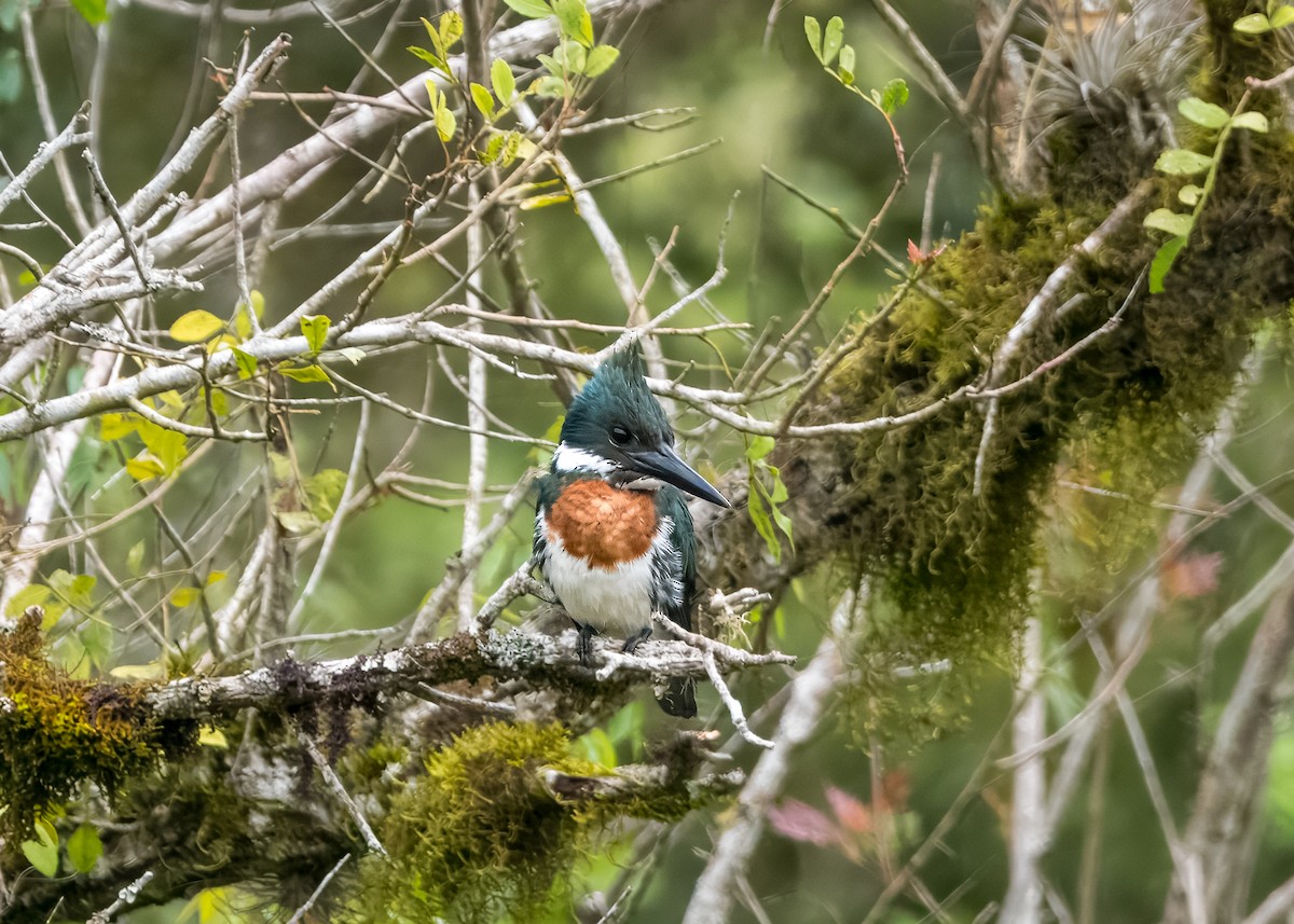 Amazon Kingfisher - ML643296775