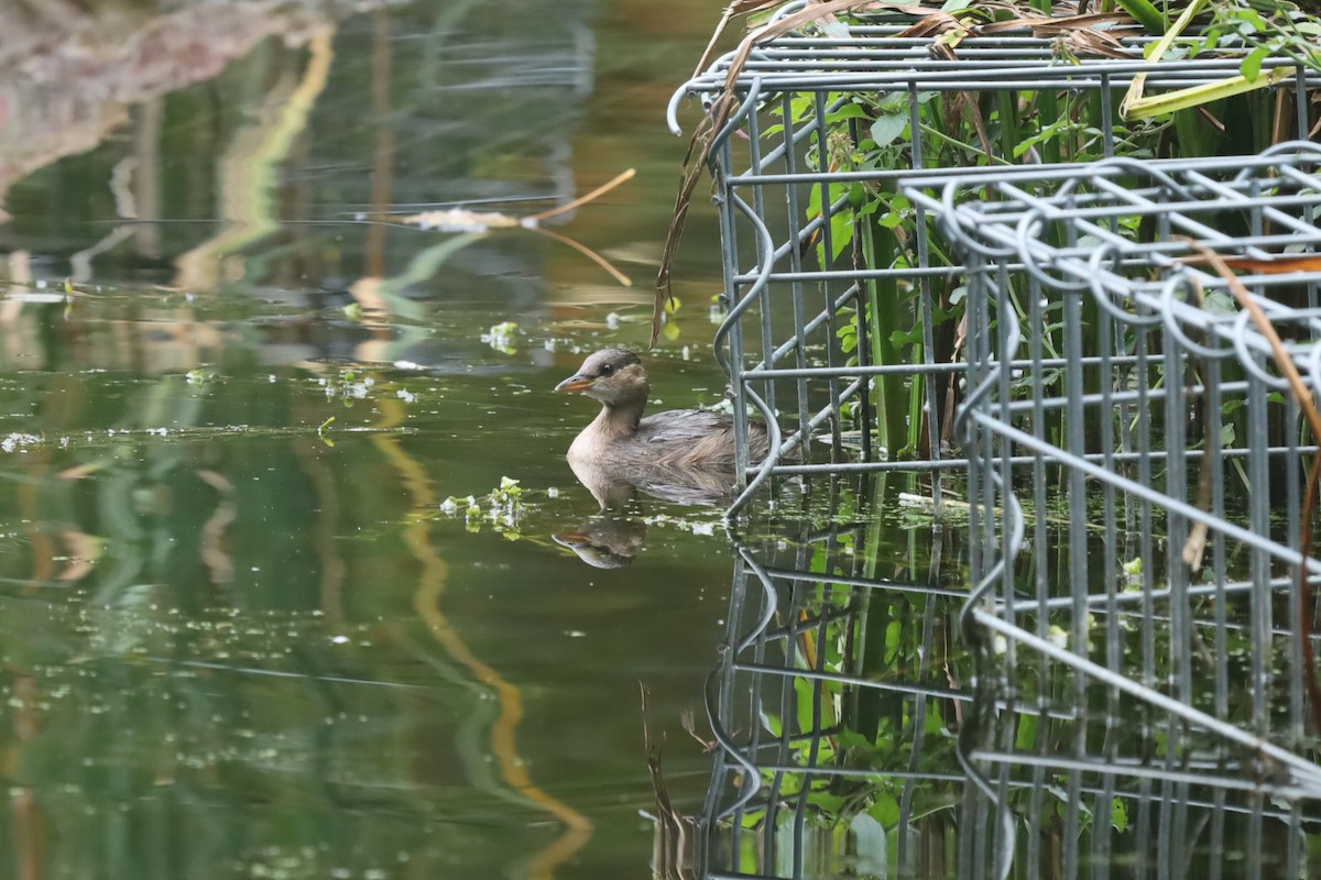 Little Grebe - ML643296776