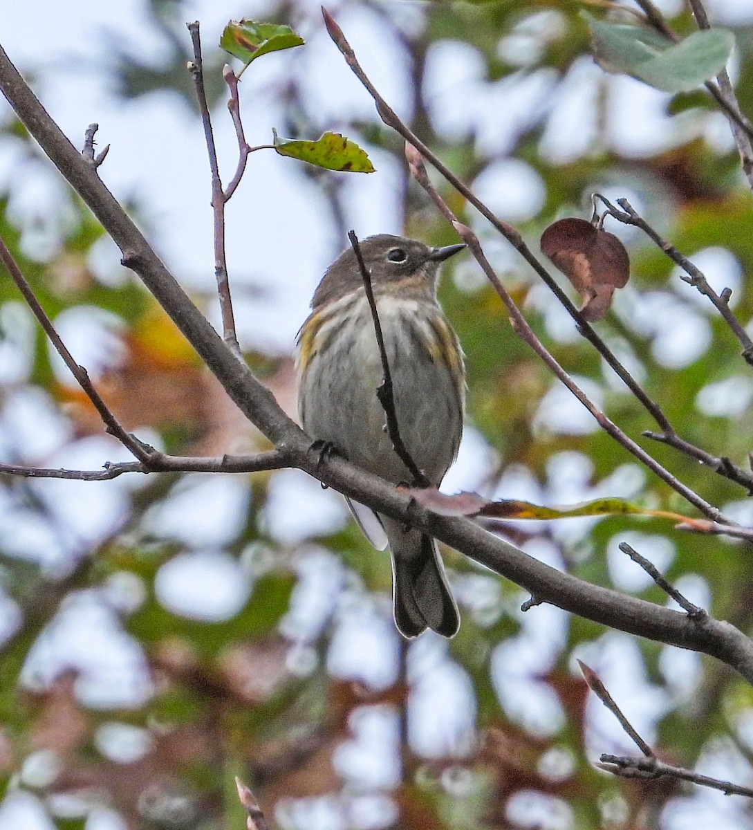 Yellow-rumped Warbler - ML643296777