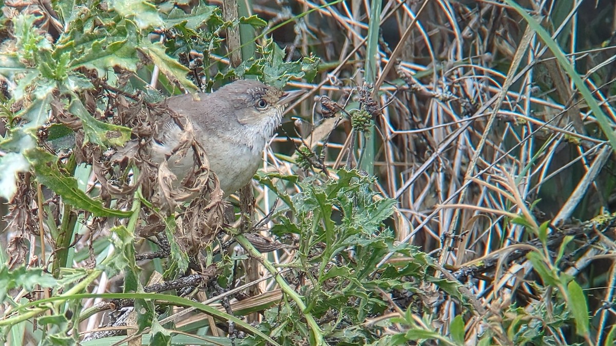 Barred Warbler - ML643296780