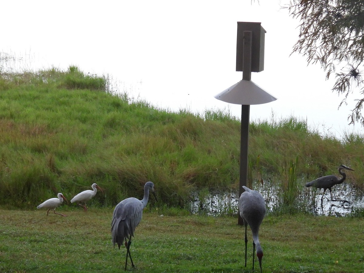 White Ibis - ML643296781