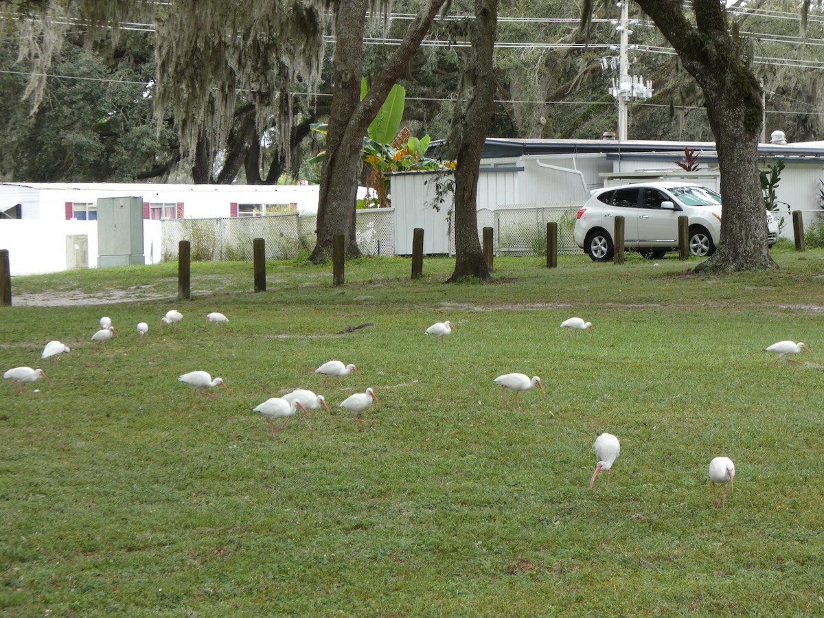 White Ibis - ML643296782