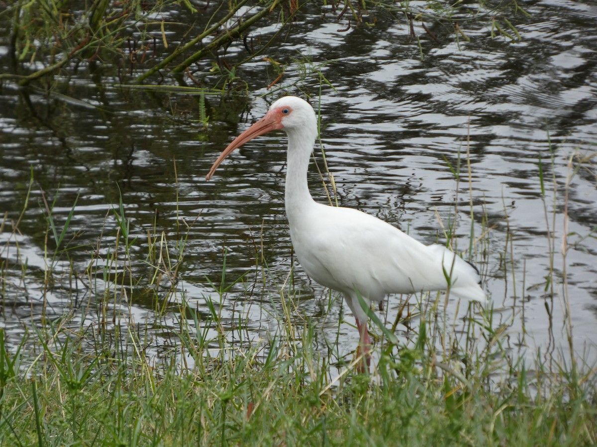 White Ibis - ML643296783