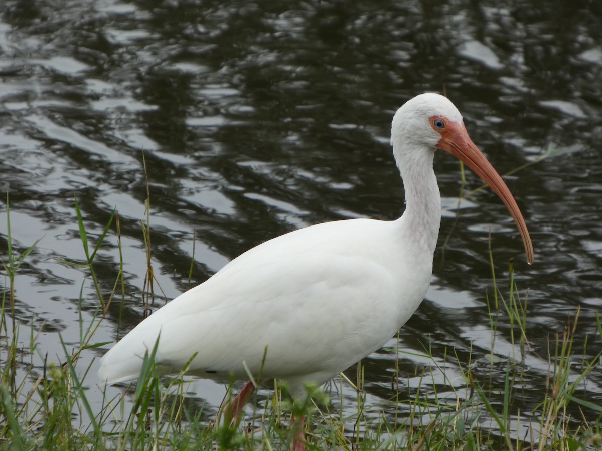 White Ibis - ML643296784