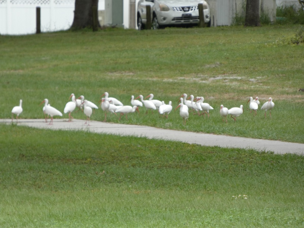White Ibis - ML643296785