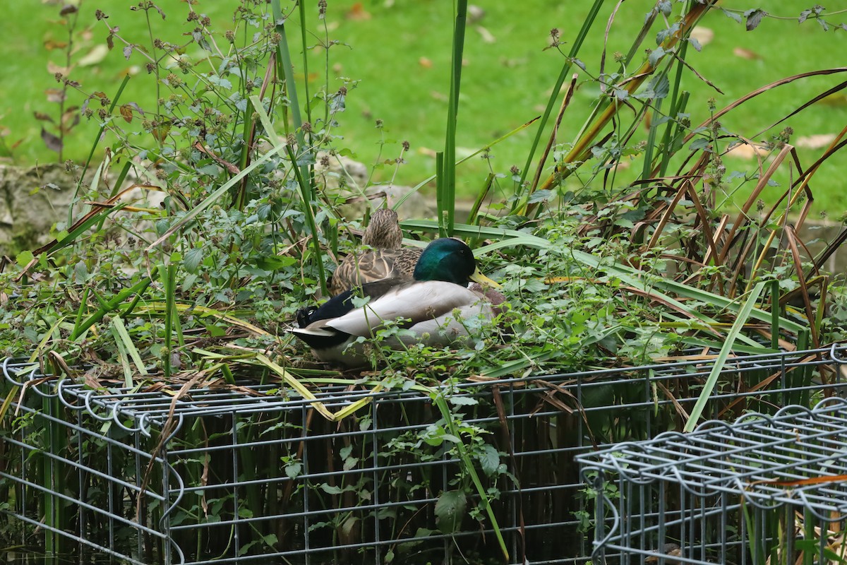Mallard - ML643296786