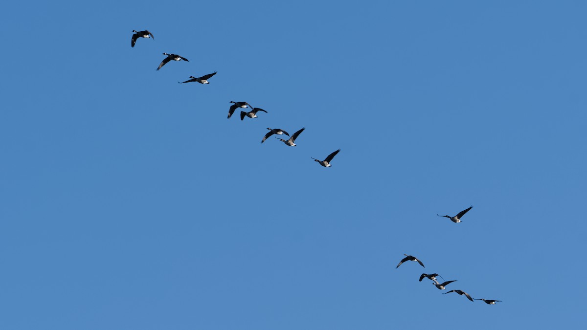 Canada Goose - ML643296787