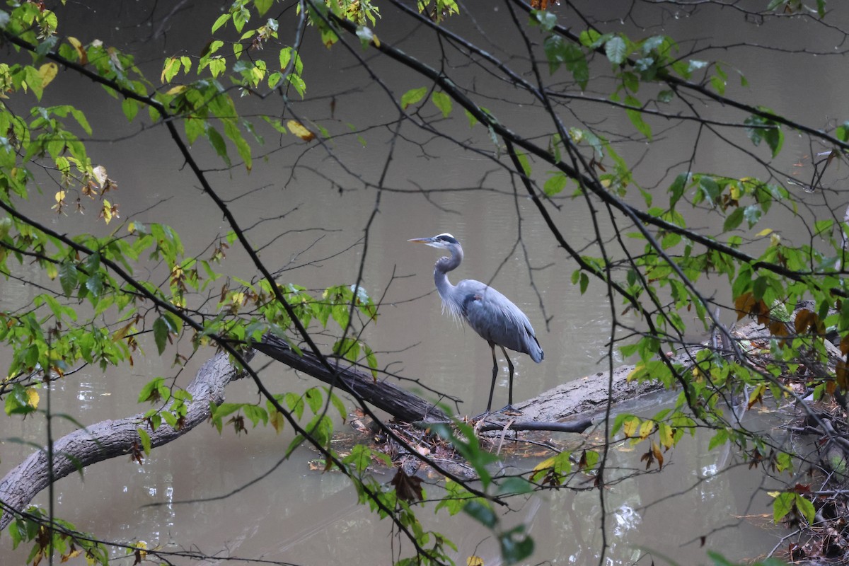 Great Blue Heron - ML643296789