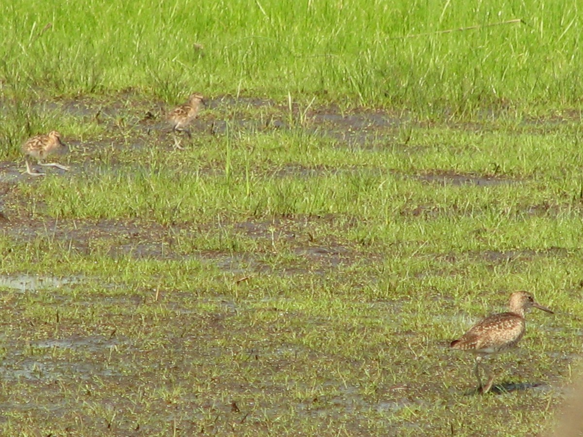Willet - ML643296791