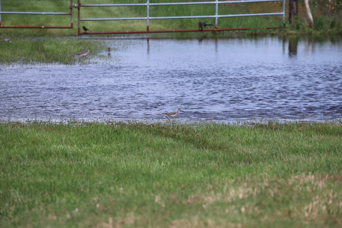 Greater Yellowlegs - ML643296792