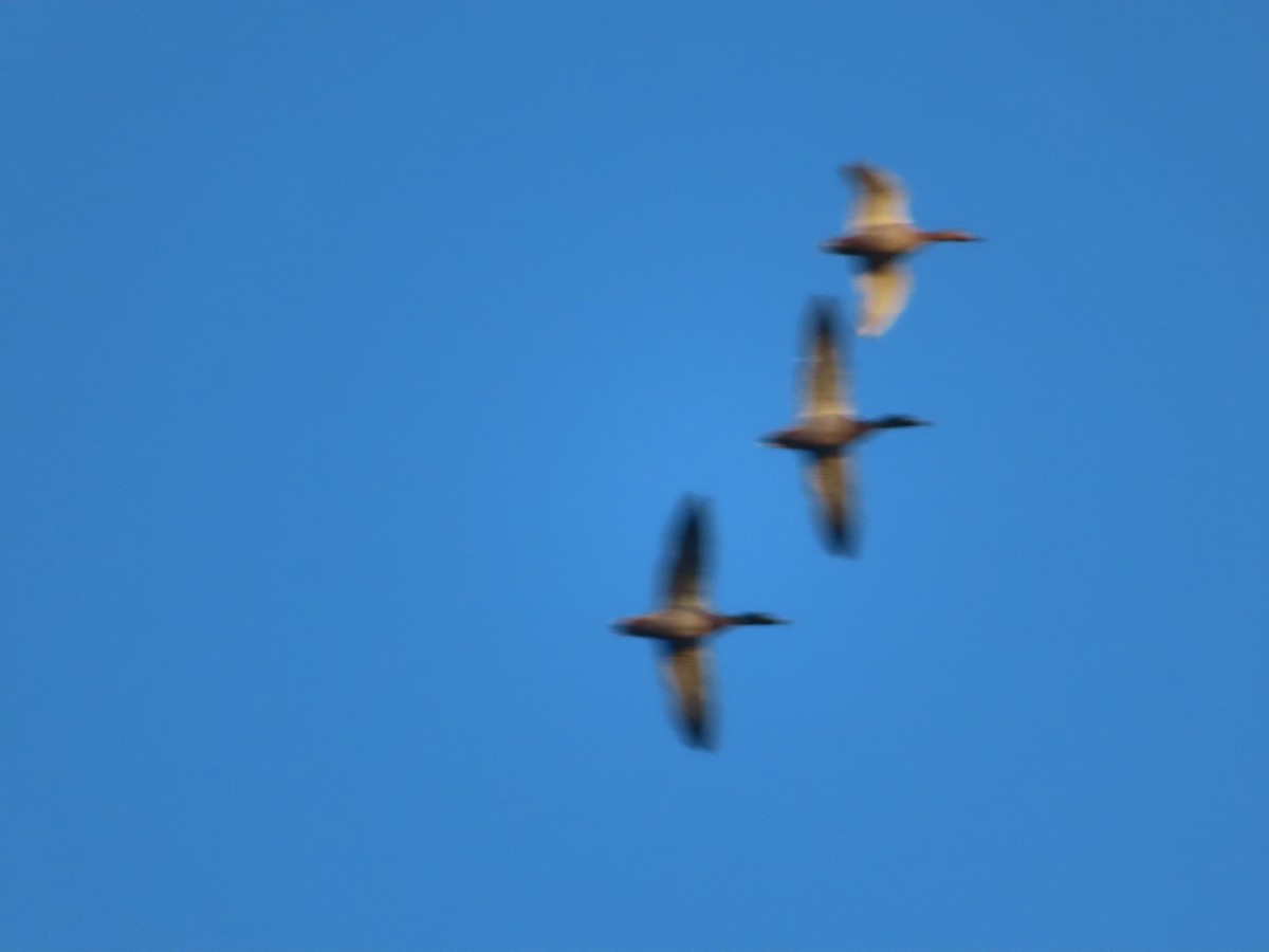 Common Merganser - ML643296793