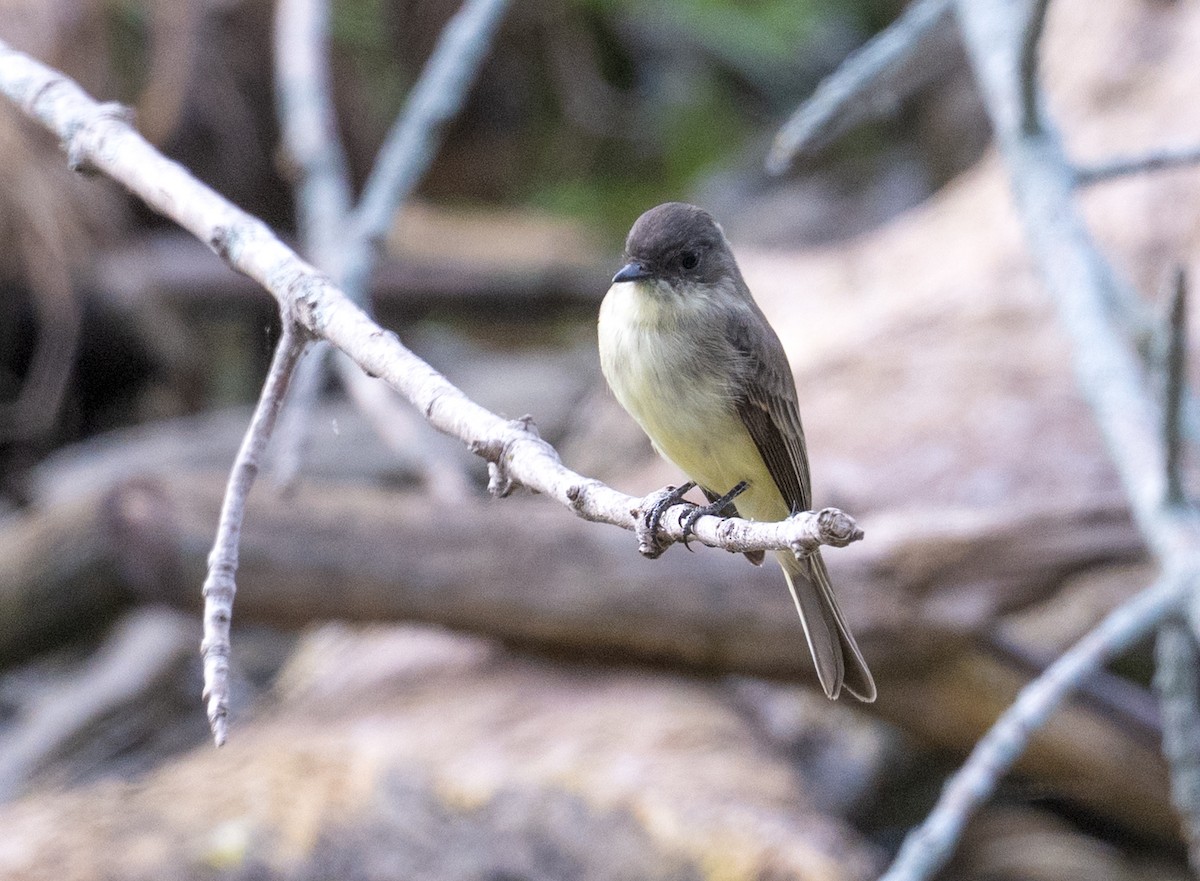 Eastern Phoebe - ML643296794