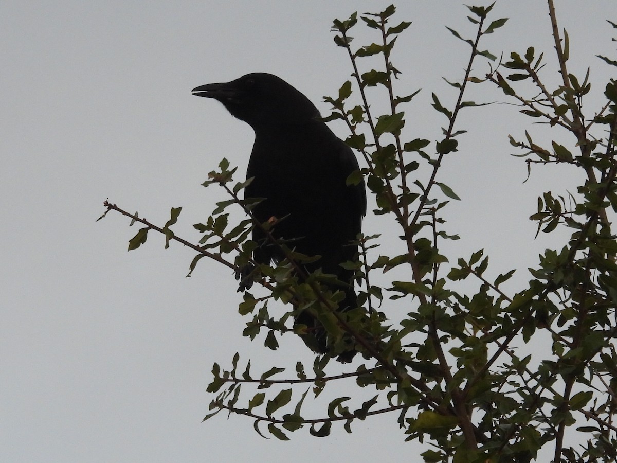 American Crow - ML643296795