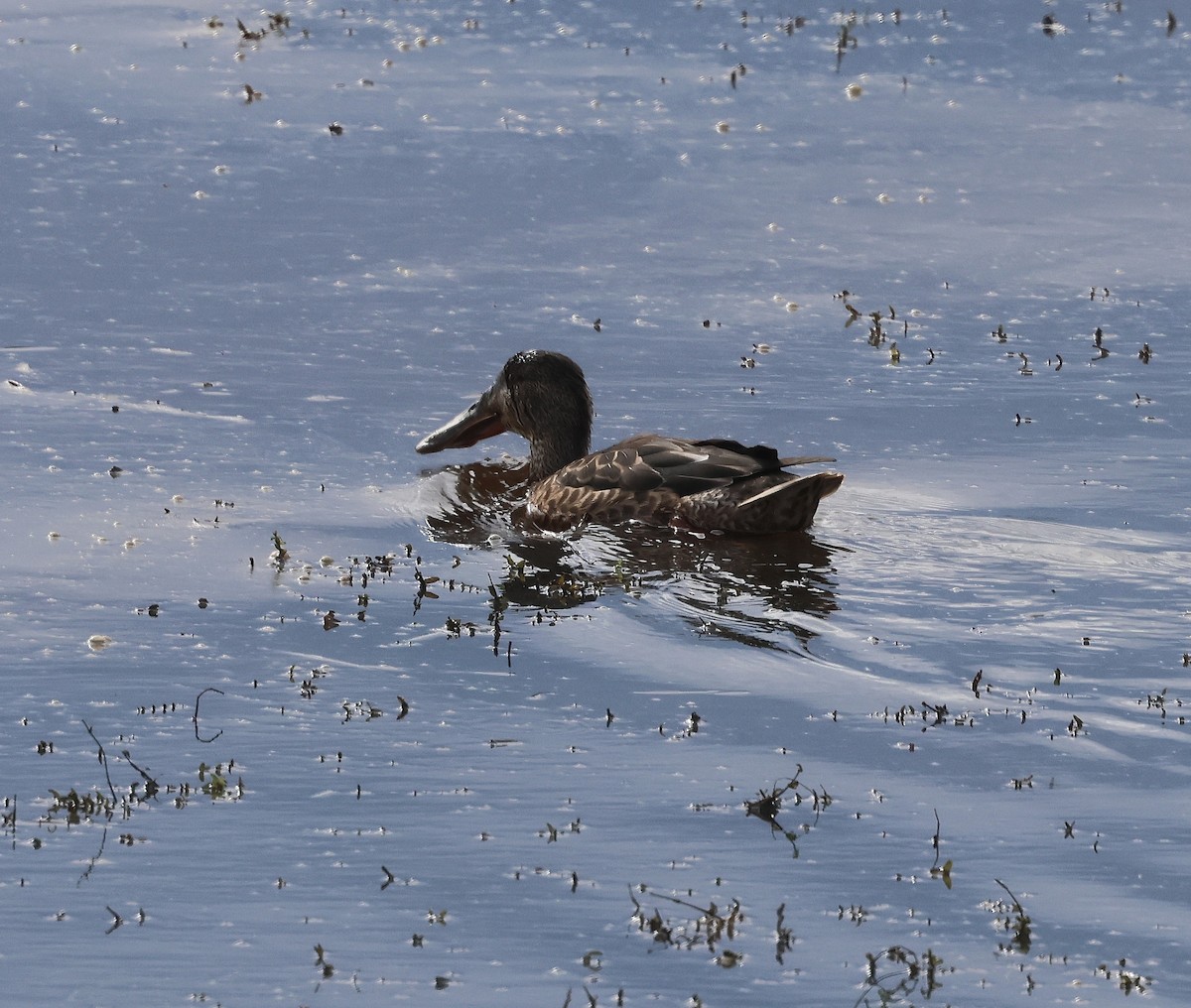 Northern Shoveler - ML643296798