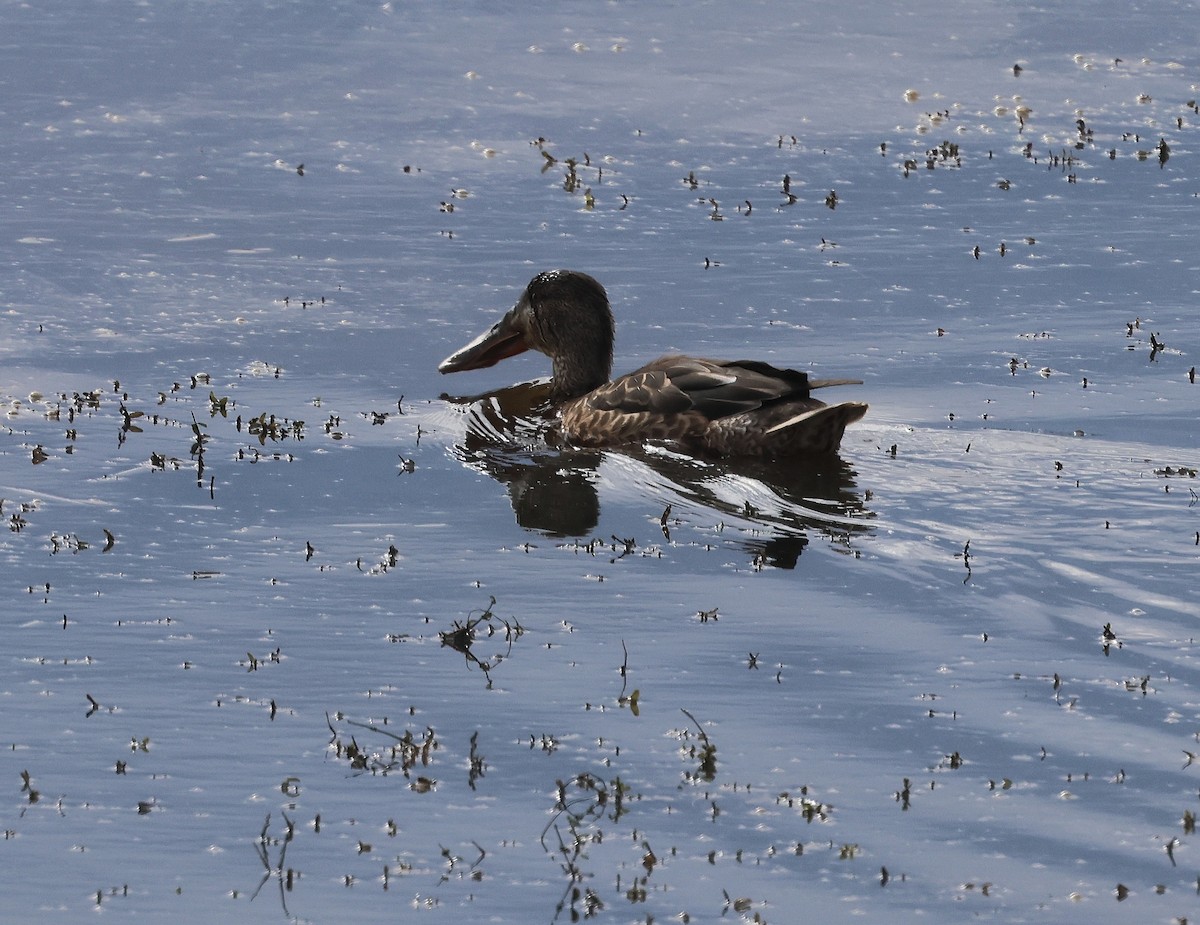 Northern Shoveler - ML643296799