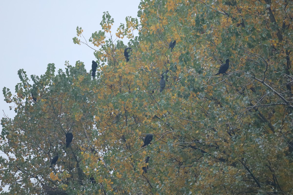 Great Cormorant - ML643296800