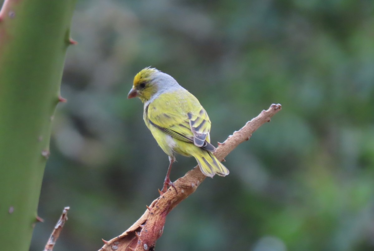 Cape Canary - ML643296801