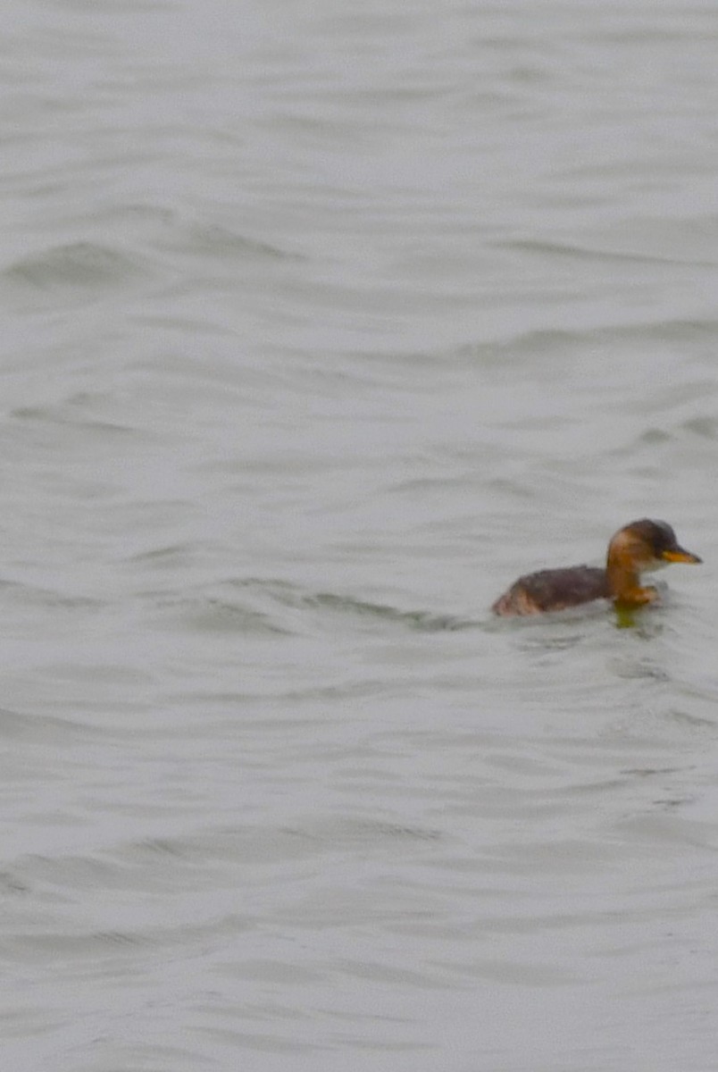 Little Grebe - ML643296802