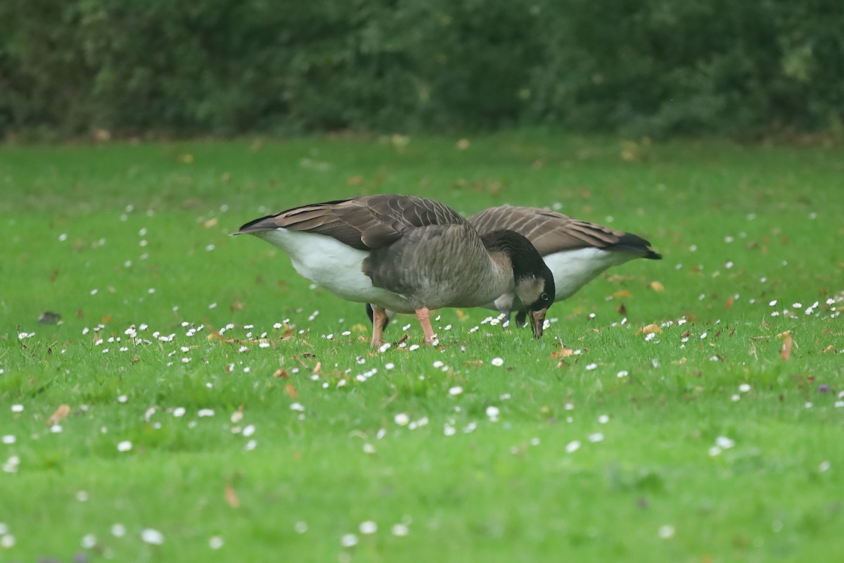 Graylag x Canada Goose (hybrid) - ML643296808