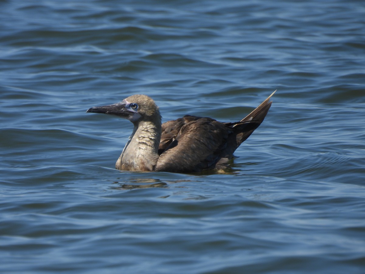 Red-footed Booby - ML643296823