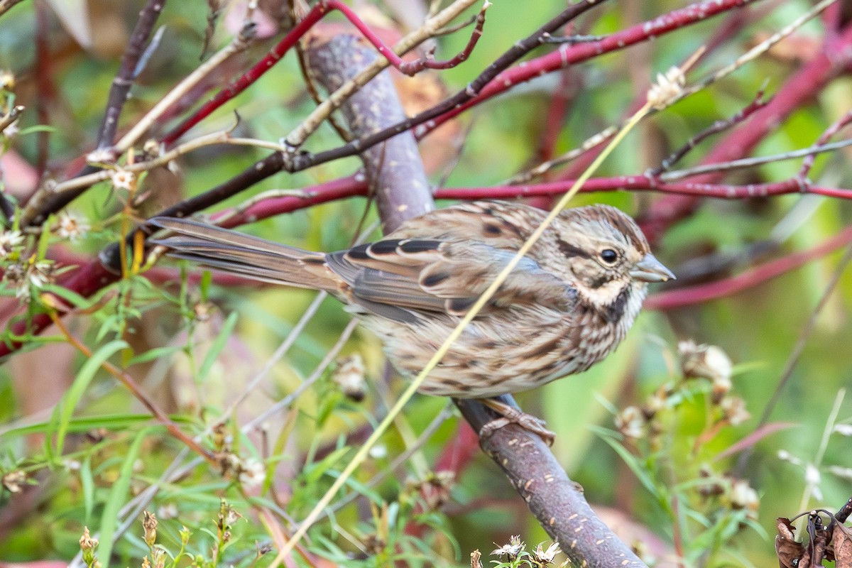 Song Sparrow - ML643296831